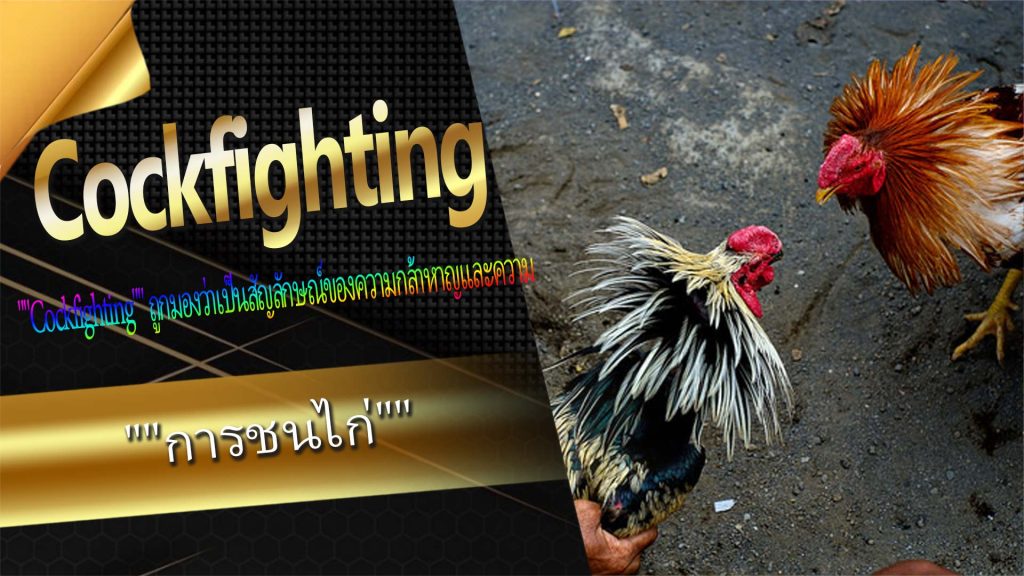 ความสำคัญทางวัฒนธรรมของ "Cockfighting"