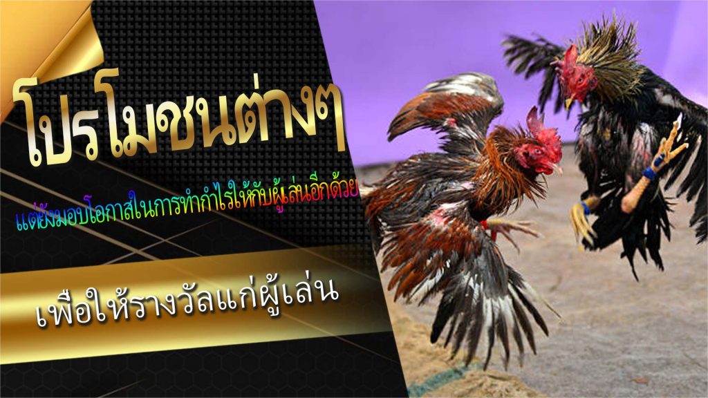 รูปแบบการเล่นพื้นฐานของ "Cockfight Betting"